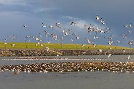 Oystercatchers during spring tide - Natural Ameland
