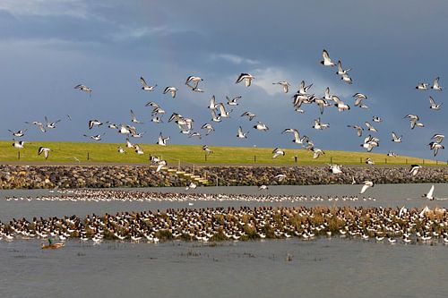 Scholeksters tijdens springtij - Natuurlijk Ameland