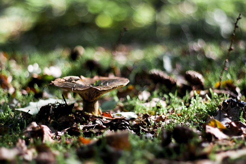 Bruine paddenstoel  van Chris Tijsmans