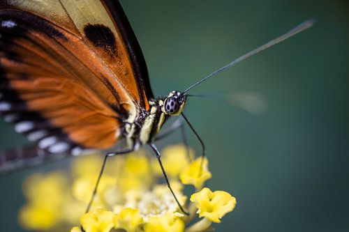papillon sur une fleur