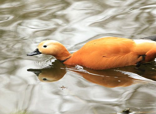 Spiegelbeeld van een eend!