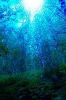 Mysterieus licht in nachtelijk bos