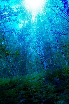 Mysterieus licht in nachtelijk bos van Carin Klabbers