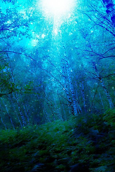 Geheimnisvolles Licht im nächtlichen Wald von Carin Klabbers
