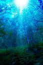 Lumière mystérieuse dans la forêt nocturne par Carin Klabbers Aperçu