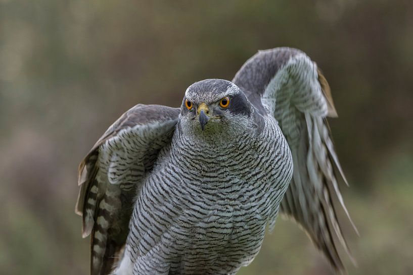 Ready for Action by Marc van Tilborg