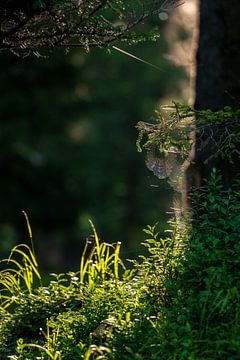 Ochtendzon en mist in het bos met spinnenweb van chamois huntress