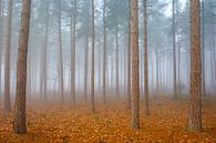 Forêt de pins dans le brouillard par Johan Vanbockryck Aperçu