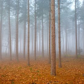 Dennenbos bij mist van Johan Vanbockryck