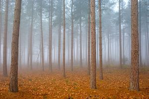 Forêt de pins dans le brouillard sur Johan Vanbockryck