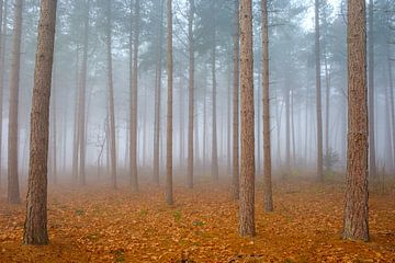 Forêt de pins dans le brouillard