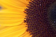 Sonnenblume Nahaufnahme von Jaap de Wit Miniaturansicht