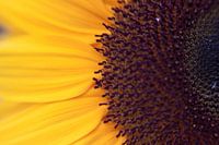 Zonnebloem close-up