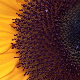 Sunflower close-up by Jaap de Wit