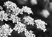 Flute herb closeup | Picture | Black & White by Yvonne Warmerdam thumbnail