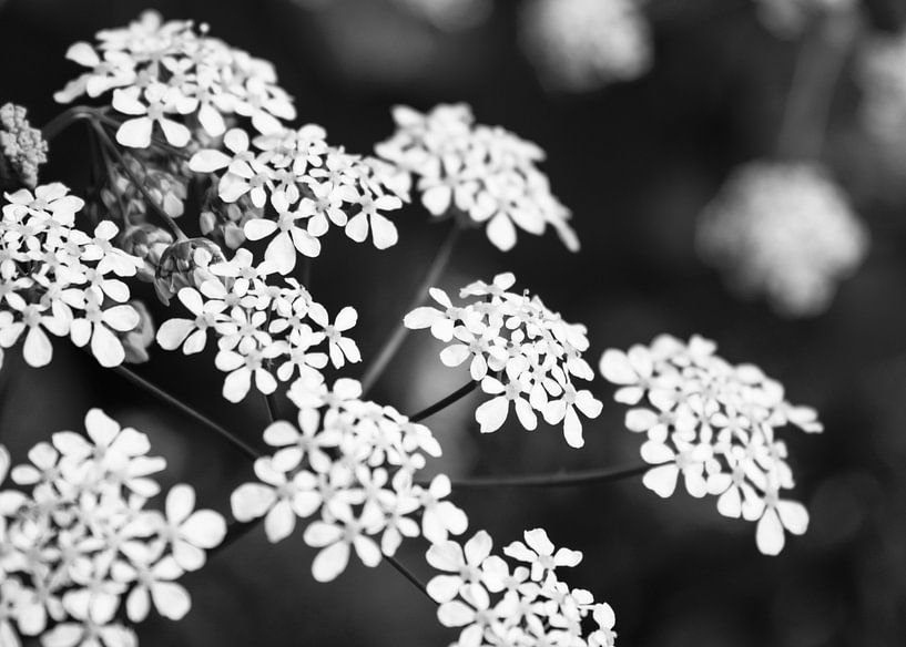 Fluitenkruid closeup | Picture | Black & White van Yvonne Warmerdam