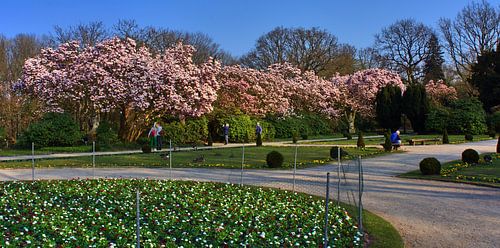 Magnolia panorama