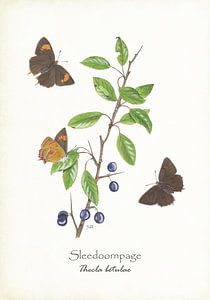 Schlehdorn Seite