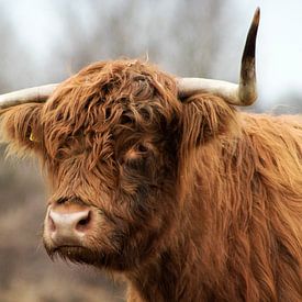 Scottish Highlander by Sabine Bouwmeester