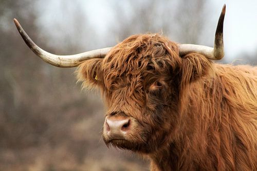 Highlander écossais