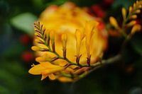 Nahaufnahme der Blume in der Farbe Orange. Grüntöne im Hintergrund
