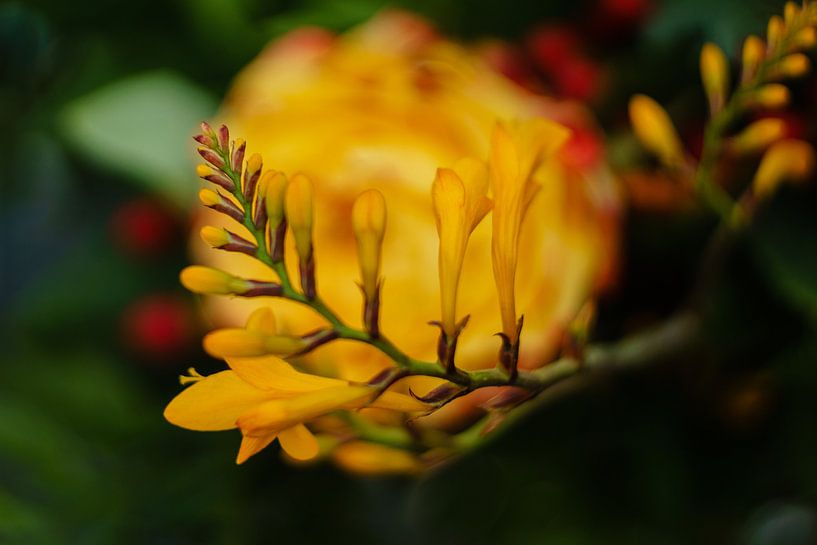 Close-up afbeelding van bloem in de kleur oranje. Groen tinten in achtergrond van Johan Slagers