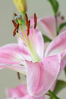 The lily