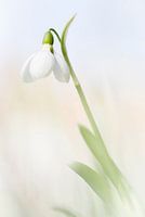 Snowdrop