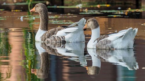 OLYMPISCHE DIGITALKAMERA