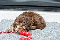 Chiot Labradoodle