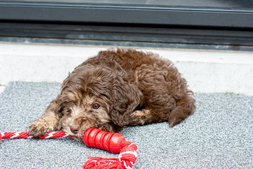 Labradoodle-Welpe von Lucia Leemans