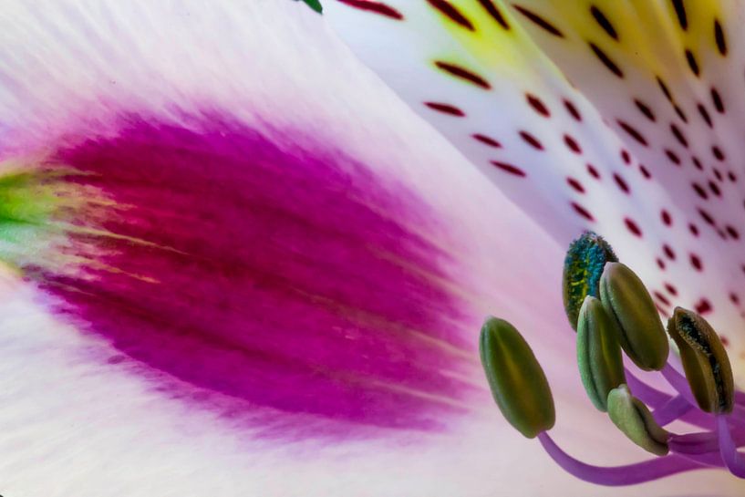 Lilium in full colour by de buurtfotograaf Leontien