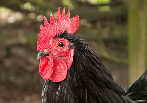 Haan met vuurrode hanenkam