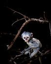 Little monkey in the tree van Bart van Mastrigt thumbnail