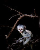 Petit singe dans l'arbre