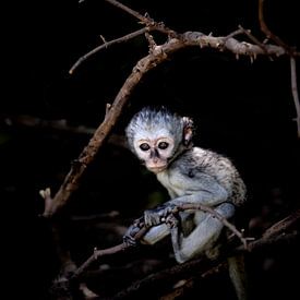 Little monkey in the tree van Bart van Mastrigt