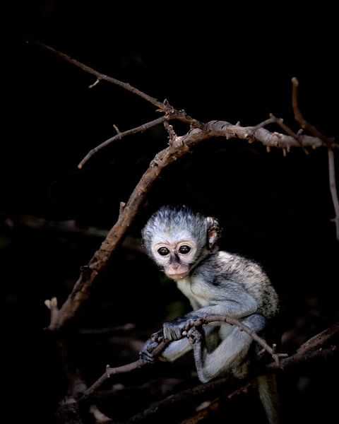 Little monkey in the tree van Bart van Mastrigt