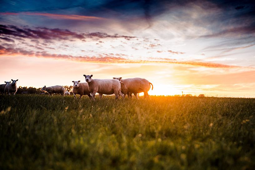 Schafe auf der Wiese bei Sonnenuntergang von Lindy Schenk-Smit