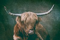 Scottish Highland Cattle