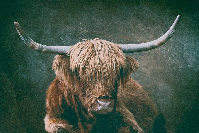 Scottish Highland Cattle by Thomas Heitz