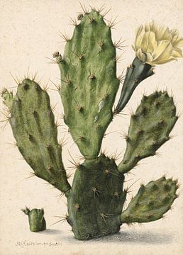 Cactus figuier en fleur, Herman Saftleven - 1683