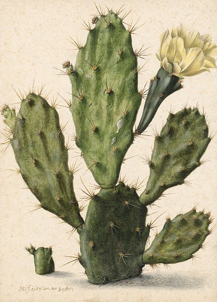 Flowering fig cactus, Herman Saftleven - 1683 by Het Archief