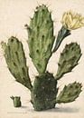 Flowering fig cactus, Herman Saftleven - 1683 by Het Archief thumbnail