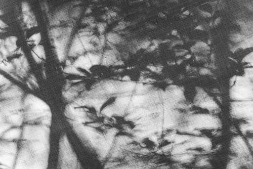 Dreamy Forrest #1 - schwarz/weiß