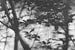 Forêt de rêve #1 - noir/blanc sur Floris Kok