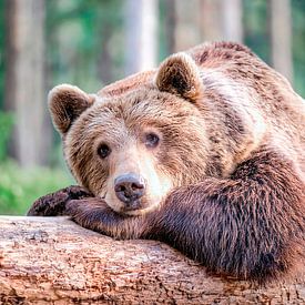 Braunbär von Johann Pavelka