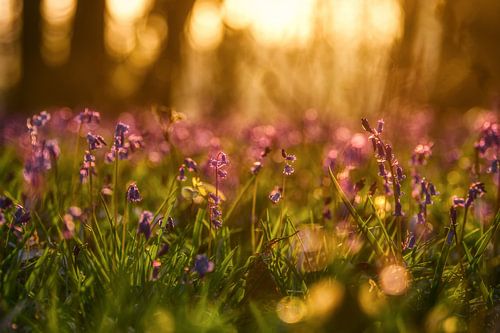 Blue wood hyacinths in the morning sun
