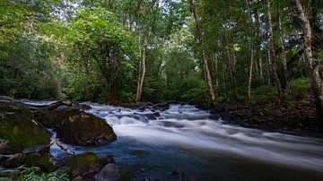 Surinaamse Jungle beek van Lex van Doorn