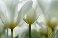 Witte tulpen van Carla Mesken-Dijkhoff thumbnail