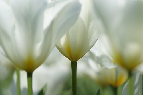 Witte tulpen